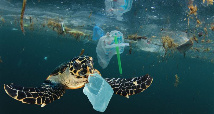 Sea turtle swims amid plastic pollutants 